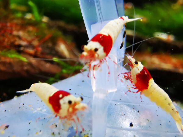 CRYSTAL RED - 1.0 CM - obrazek 4